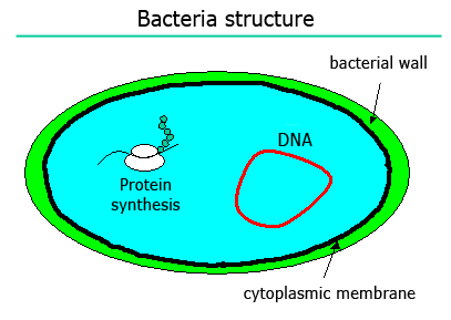 Bacteria structure