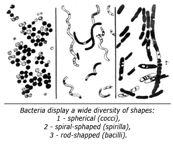 Formes bactéries EN