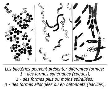formes bactéries FR