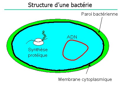 Structure d'un bactérie