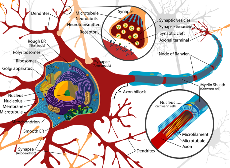 Neuron structure