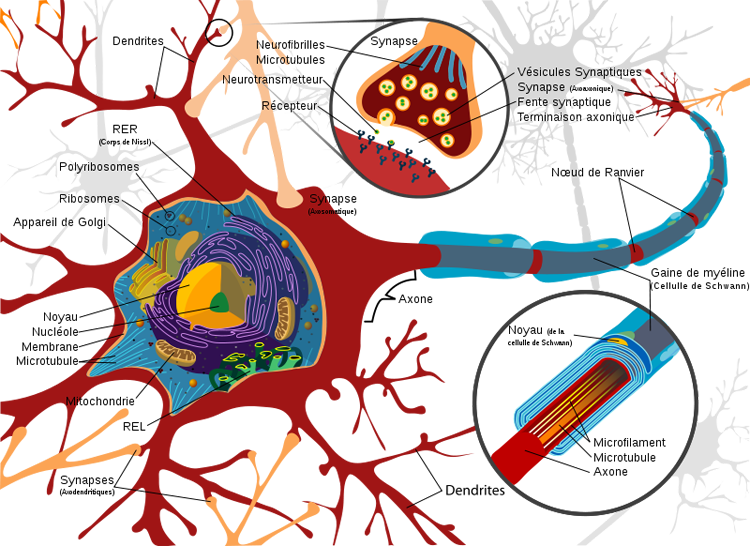 Structure neurone