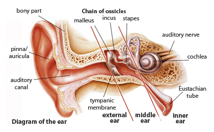 Diagram-ear