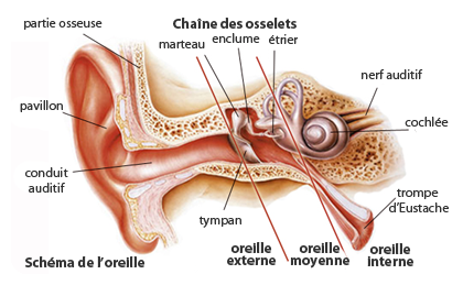 schéma-oreille